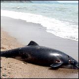 В Крыму массово гибнут дельфины!
